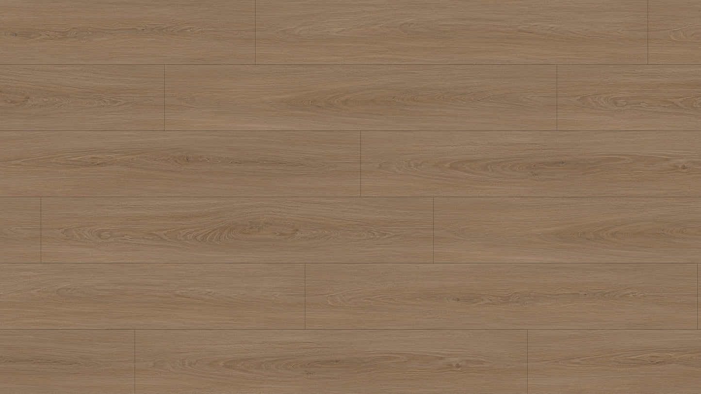 GL6117 博爾貢棕橡