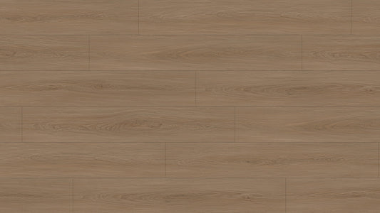 GL6117 博爾貢棕橡